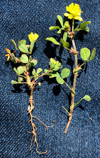 image of Trifolium campestre, Hop Clover, Low Hop Clover, Field Clover