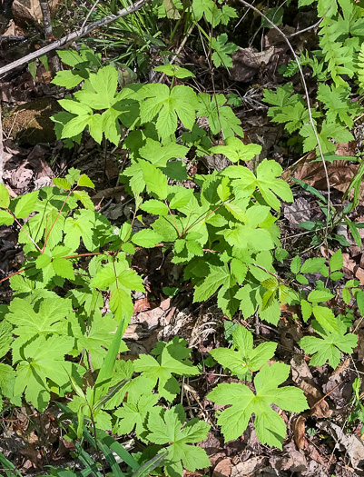 image of Hydrastis canadensis, Goldenseal