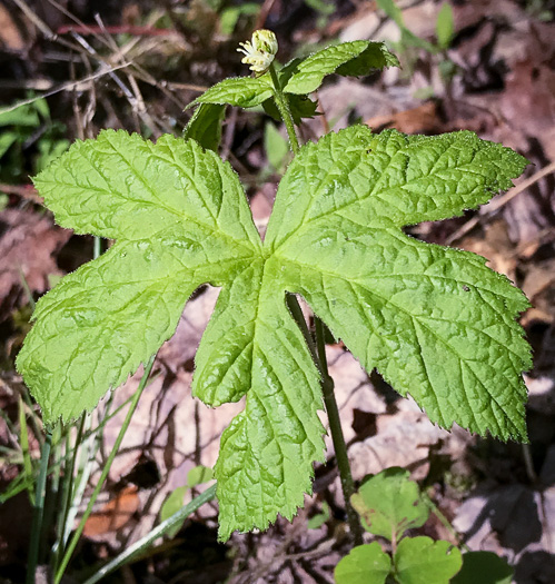 image of Hydrastis canadensis, Goldenseal