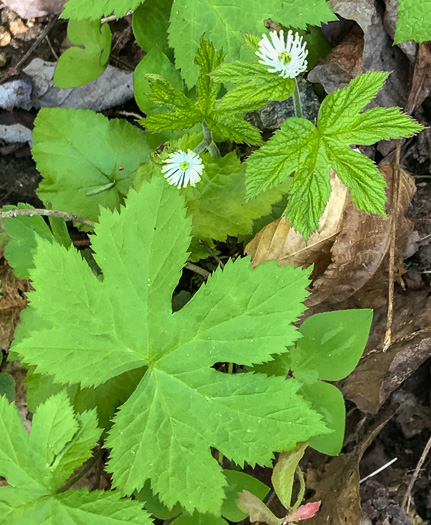 image of Hydrastis canadensis, Goldenseal