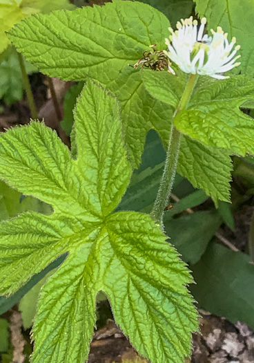 image of Hydrastis canadensis, Goldenseal