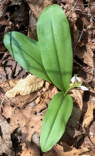 image of Galearis spectabilis, Showy Orchis