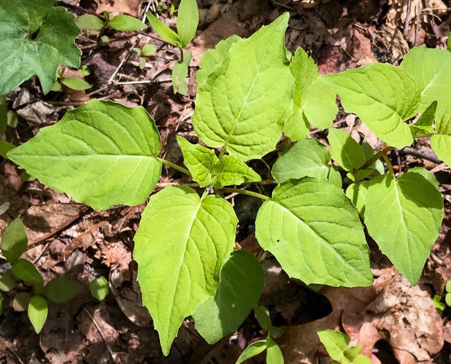 Canada Enchanter's Nightshade