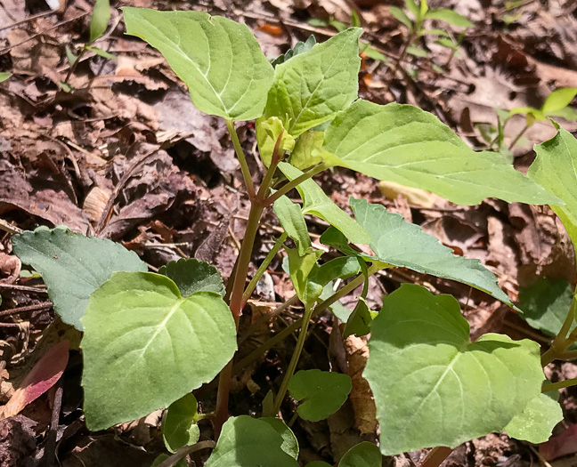 image of Circaea canadensis, Canada Enchanter's Nightshade