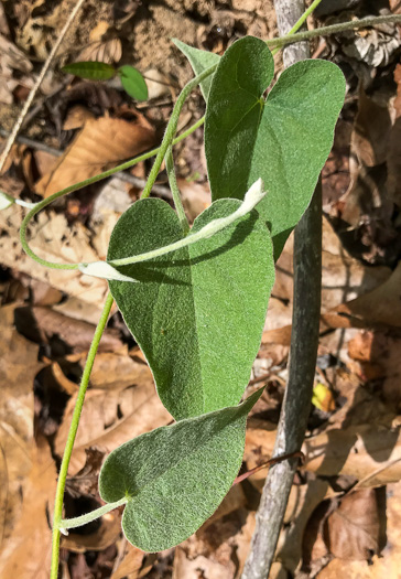 image of Convolvulus sericatus, Blue Ridge Bindweed, Silky Bindweed, Downy False Bindweed