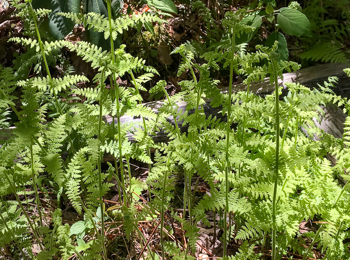 image of Sitobolium punctilobulum, Hay-scented Fern, Pasture Fern, Boulder Fern