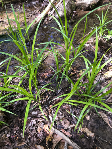 image of Carex scabrata, Eastern Rough Sedge