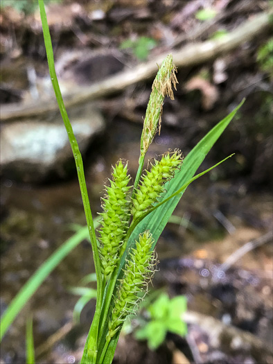 image of Carex scabrata, Eastern Rough Sedge