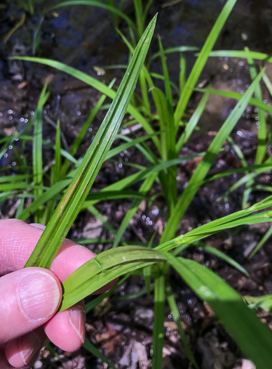 image of Carex scabrata, Eastern Rough Sedge