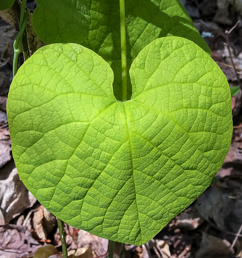 image of Isotrema macrophyllum, Dutchman's Pipe, Pipevine