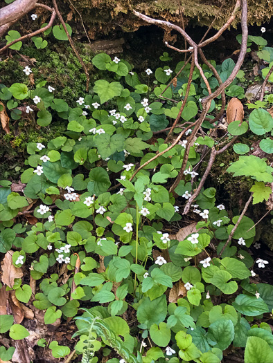 image of Viola blanda, Sweet White Violet