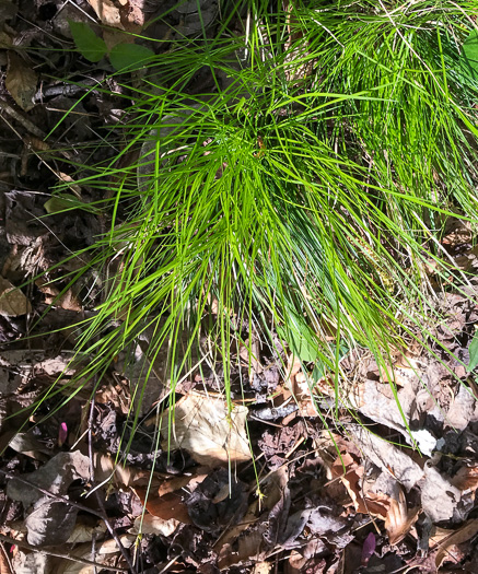 image of Carex austrolucorum, Appalachian Woodland Sedge