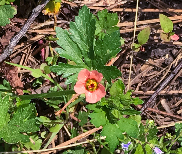 image of Modiola caroliniana, Carolina Bristlemallow, Bristly-mallow, Carolina Mallow