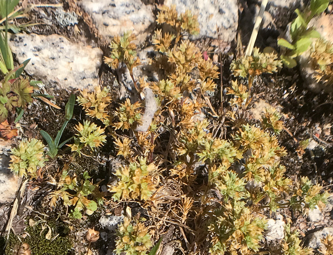 image of Scleranthus annuus ssp. annuus, Knawel, Annual Knawel, Knotgrass