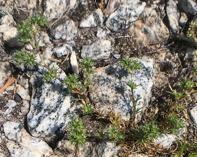 image of Scleranthus annuus ssp. annuus, Knawel, Annual Knawel, Knotgrass