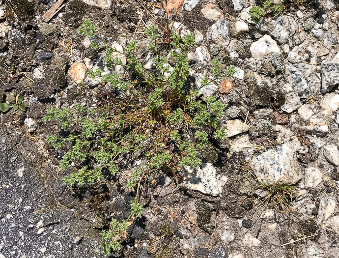 image of Scleranthus annuus ssp. annuus, Knawel, Annual Knawel, Knotgrass