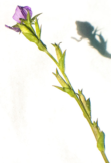 image of Triodanis biflora, Southern Venus's Looking-glass, Small Venus's Looking-glass