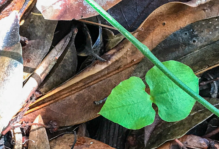 image of Neottia smallii, Kidneyleaf Twayblade, Appalachian Twayblade, Small's Twayblade