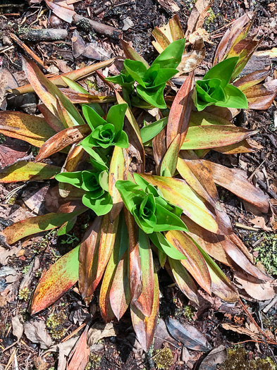 image of Helonias bullata, Swamp Pink