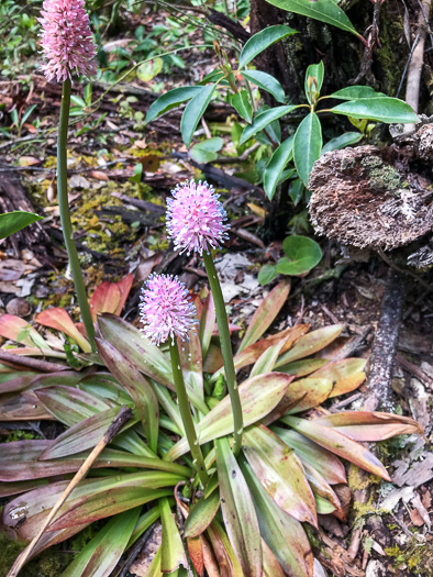 image of Helonias bullata, Swamp Pink