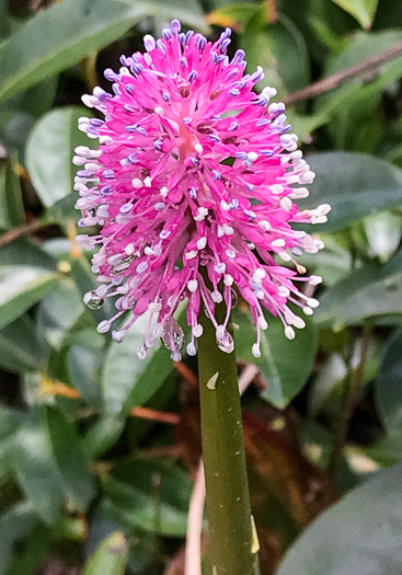 image of Helonias bullata, Swamp Pink