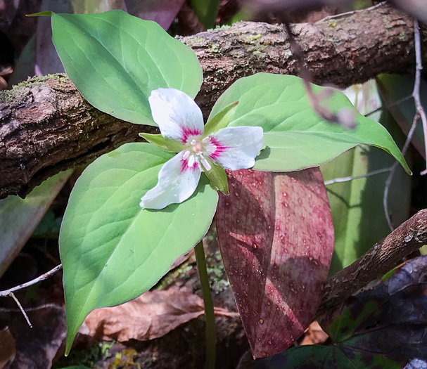 image of Trillidium undulatum, Painted Trillium, Striped Wake-robin