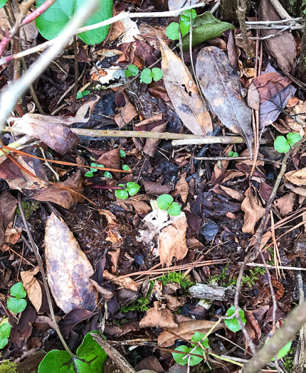 image of Neottia smallii, Kidneyleaf Twayblade, Appalachian Twayblade, Small's Twayblade