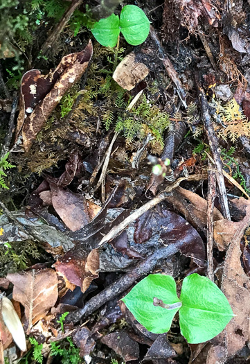 image of Neottia smallii, Kidneyleaf Twayblade, Appalachian Twayblade, Small's Twayblade