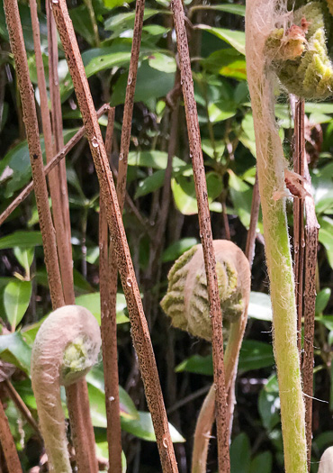 image of Osmundastrum cinnamomeum, Cinnamon Fern