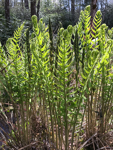 image of Osmundastrum cinnamomeum, Cinnamon Fern