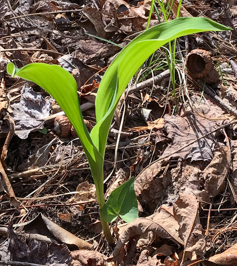 image of Convallaria pseudomajalis, American Lily-of-the-valley