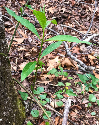 image of Asclepias exaltata, Poke Milkweed, Tall Milkweed