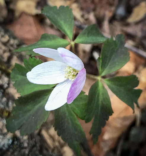 image of Anemone quinquefolia, Wood Anemone