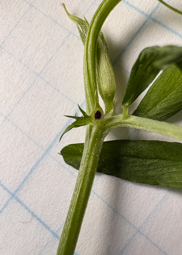 stipule