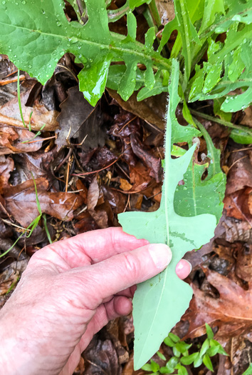 image of Lactuca serriola, Prickly Lettuce