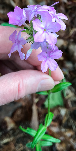 image of Phlox amoena, Hairy Phlox, Chalice Phlox
