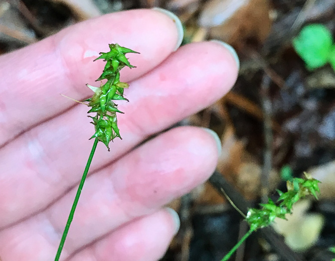 image of Carex texensis, Texas Sedge