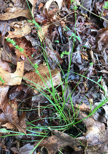 image of Carex texensis, Texas Sedge
