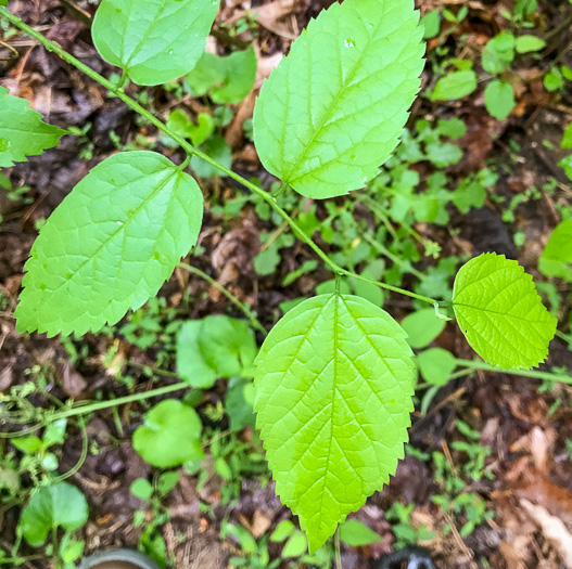 image of Celtis smallii, Small's Hackberry