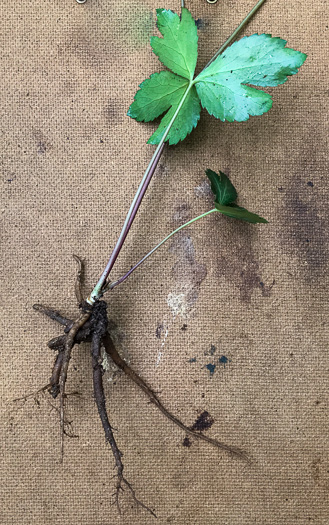 image of Sanicula smallii, Small's Sanicle, Southern Sanicle, Small's Black-snakeroot