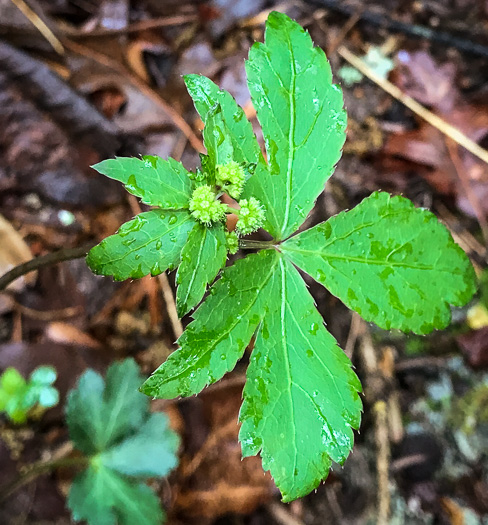 image of Sanicula smallii, Small's Sanicle, Southern Sanicle, Small's Black-snakeroot