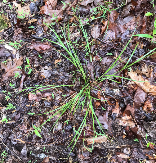 image of Carex debilis, White-edge Sedge, Weak Sedge