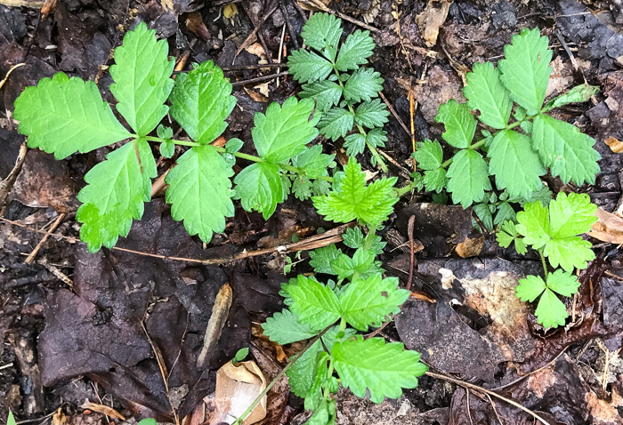 Agrimonia rostellata, Woodland Agrimony
