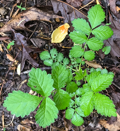 image of Agrimonia rostellata, Woodland Agrimony
