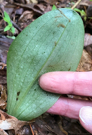 image of Galearis spectabilis, Showy Orchis
