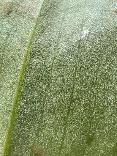 image of Galearis spectabilis, Showy Orchis