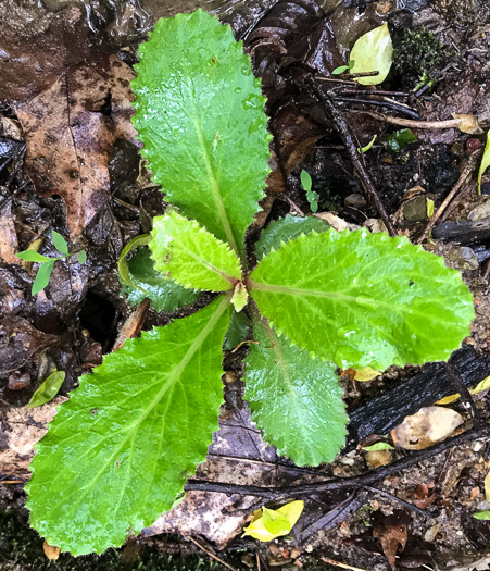 image of Micranthes micranthidifolia, Brook Lettuce, Mountain Lettuce, Branch Lettuce, Lettuceleaf Saxifrage
