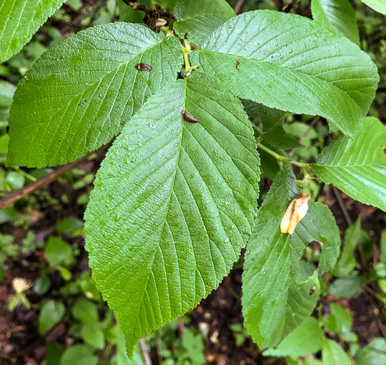 image of Ulmus rubra, Slippery Elm, Red Elm