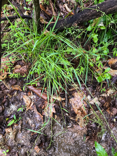 image of Sphenopholis pensylvanica, Swamp Wedgescale, Swamp-oats