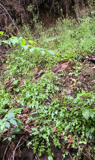 image of Youngia japonica, Asiatic Hawksbeard, Youngia, Japanese Crepis, Oriental False Hawksbeard